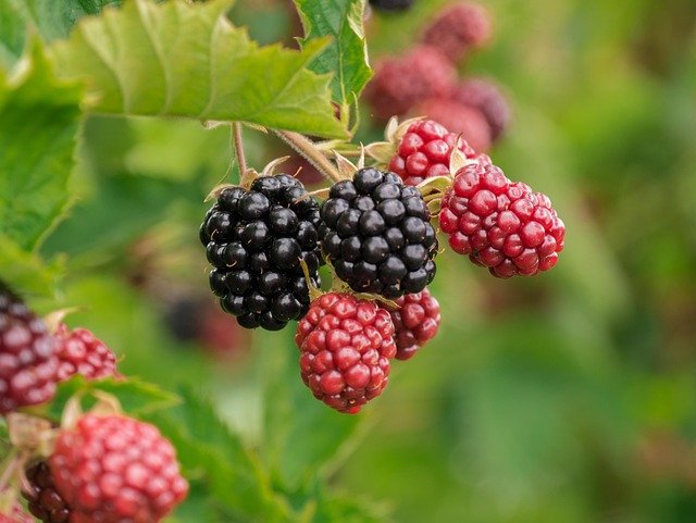 🍓 Why Berries Are Still the #1 Superfruit in 2025: Benefits You Can’t Ignore